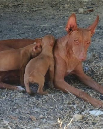 Cirneco dell'Etna cuccioli ultimi 2
