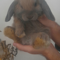 Coniglietti razza minilop d appartamento