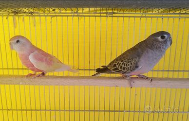 Pulli di parrocchetto di bourke