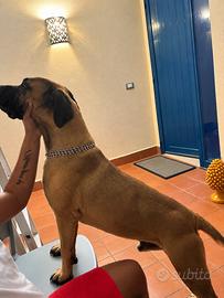 Cane corso prezzo trattabile