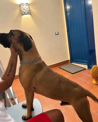 Cane corso prezzo trattabile