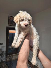 Cucciolo lagotto romagno