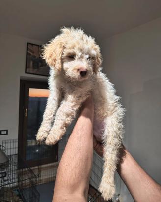 Cucciolo lagotto romagno