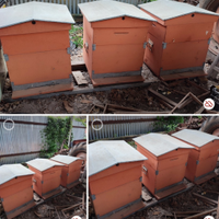 3 Arnie da 12 con 3 melari e 3 escludi regina