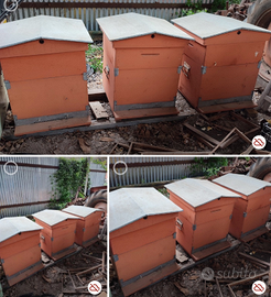 3 Arnie da 12 con 3 melari e 3 escludi regina