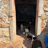 Cuccioli Border Collie