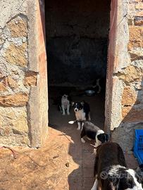 Cuccioli Border Collie