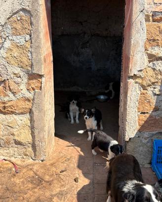 Cuccioli Border Collie