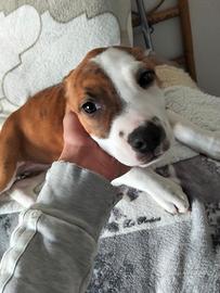Pitbull UKC femmine