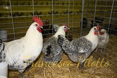 Avicoli bresse grigio