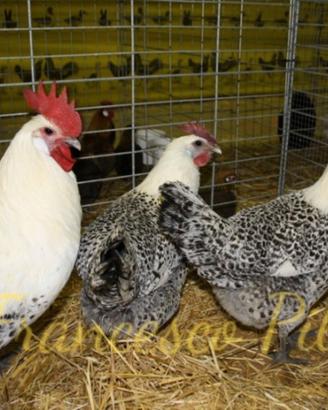 Avicoli bresse grigio