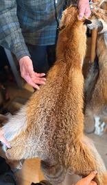 pelli di volpe al cromo