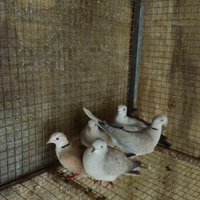 Tortore dal collare mutate