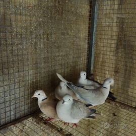 Tortore dal collare mutate