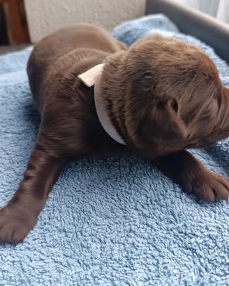 Labrador Retriever Chocolate