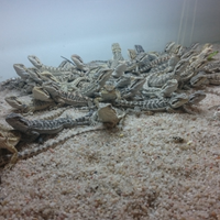 Drago barbuto pogona vitticeps
