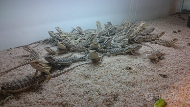 Drago barbuto pogona vitticeps