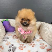 Volpino pomerania cucciola 400gr femmina rossa