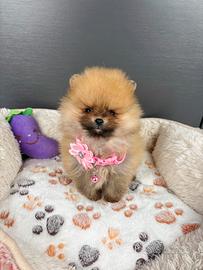 Volpino pomerania cucciola 400gr femmina rossa