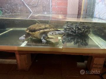 Tartaruga a collo lungo Chelodina