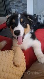 Cucciolo pastore australiano 3 mesi