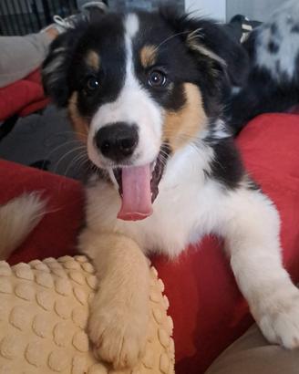 Cucciolo pastore australiano 3 mesi