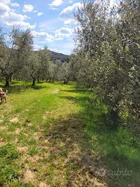 Terreno Agricolo Livorno [Cod. rif 3175666VCG]