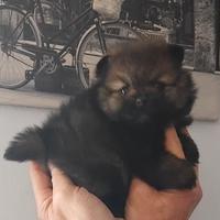 Cuccioli di spitz volpino Pomerania