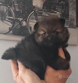 Cuccioli di spitz volpino Pomerania