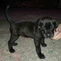 Labrador mix cucciola
