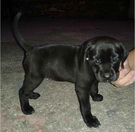Labrador mix cucciola