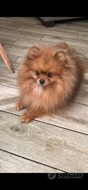 Spitz Pomerania