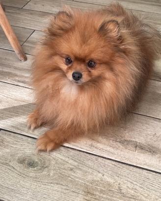 Spitz Pomerania