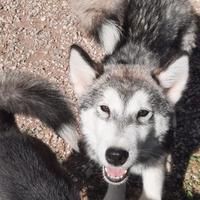 Alaskan Malamute cuccioli