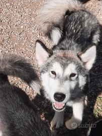 Alaskan Malamute cuccioli