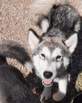 Alaskan Malamute cuccioli