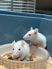 Ratto domestico