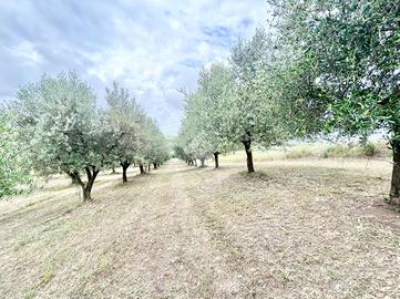 TER. AGRICOLO A ROMA