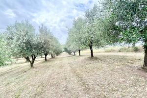 TER. AGRICOLO A ROMA