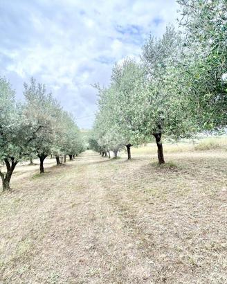 TER. AGRICOLO A ROMA