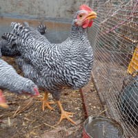 Giovane gallo amrock