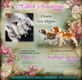 Beagle alta genealogia