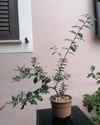 Quercia Spinosa