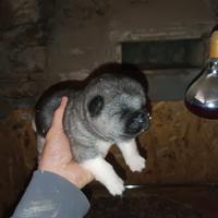 Cuccioli akita americano