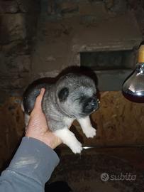 Cuccioli akita americano