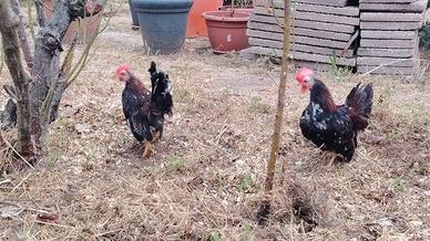 Galline