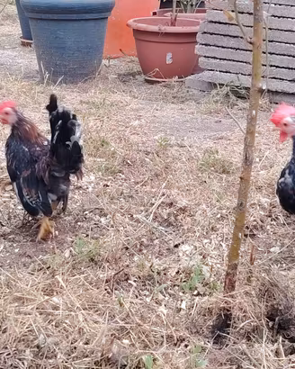 Galline