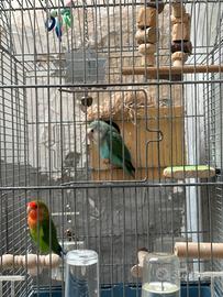 Coppia inseparabile in amore