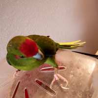 Kakariki all.mano siamo Milano lunedì