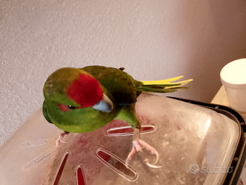 Kakariki all.mano siamo Milano lunedì